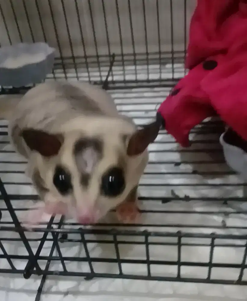 Sugar gliderrr jantan