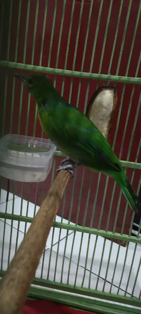 Murai daun muda ph pulset*