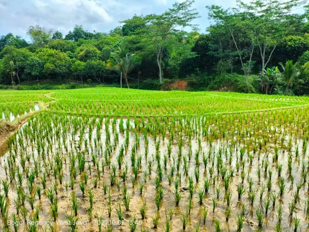 Jual Sawah Produktif dengan view Gunung dan pinggir jalan desa