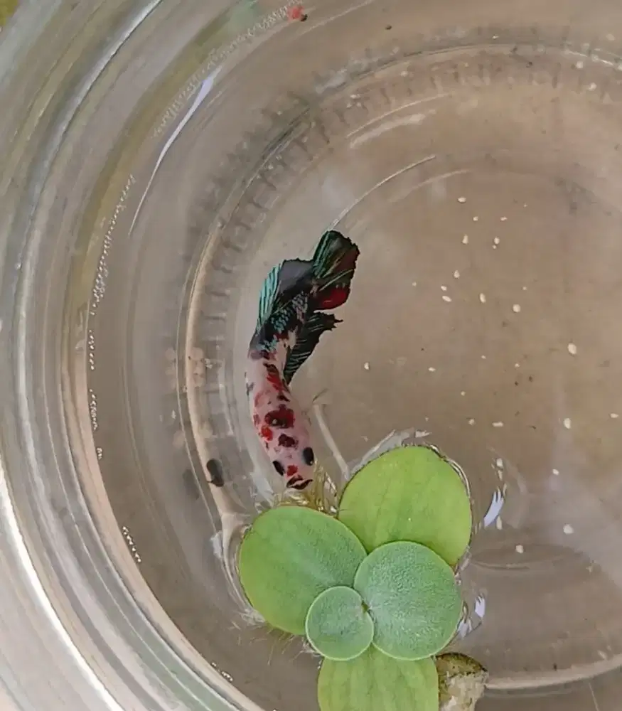 Betta Cupang premium