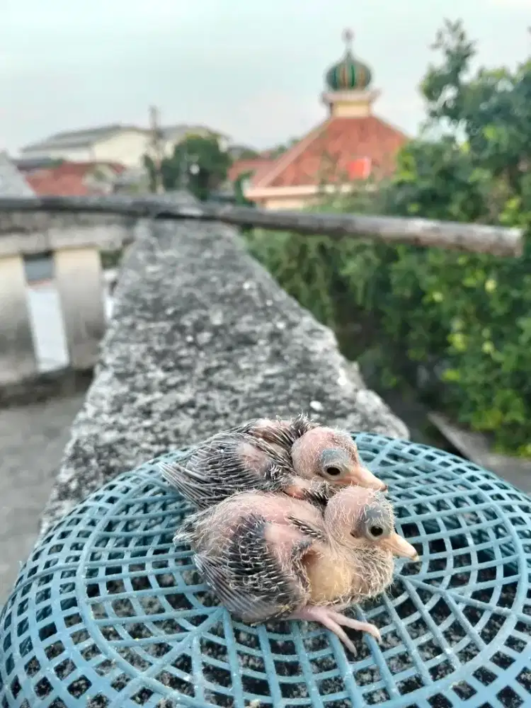 Lolohan perkutut silver sepasang