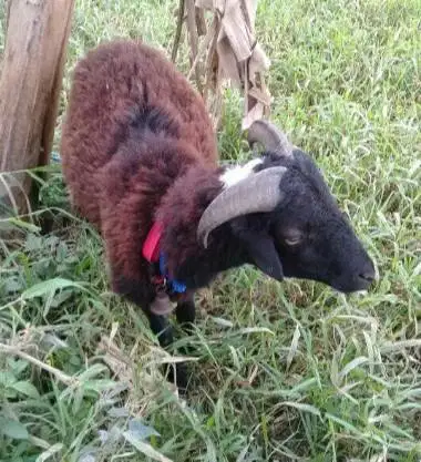 domba jantan 25kiloan siap domba qurban ekonomisan murmer jamin manteb
