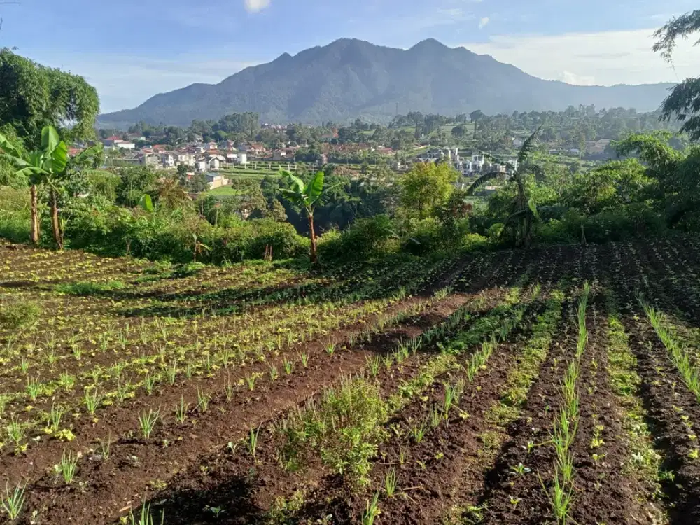 Jual tanah cisarua lembang bandung