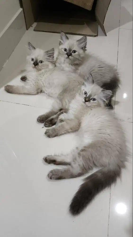 Ragdoll/Himalayan Mix - 3 Betina