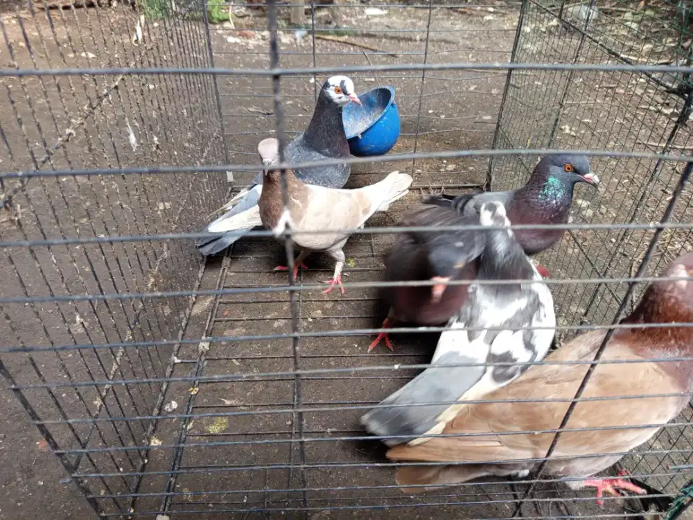 Burung merpati/dara betina