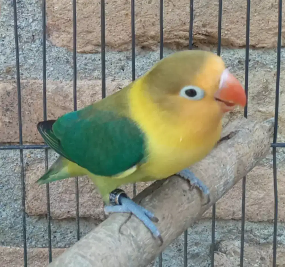 Lovebird jantan dewasa