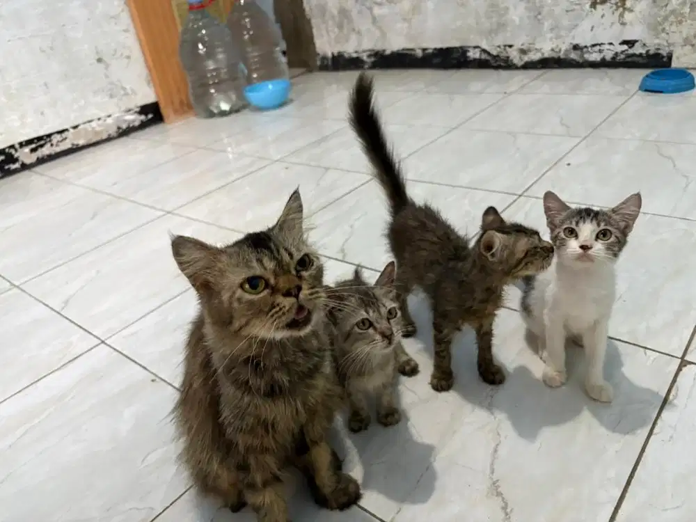 Silahkan adopt gratis ibu kucing dan 3 anaknya