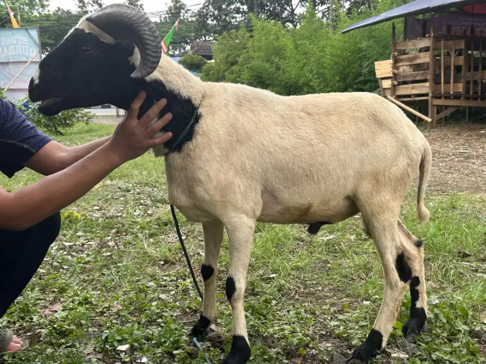 Domba Qurban 2026