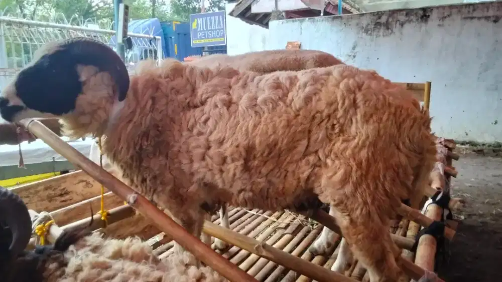 Jual Domba Qurban Kelas Super