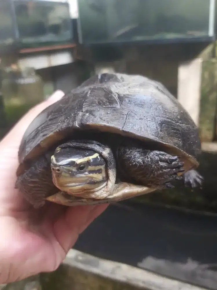 Kura Kura Ambon (Batok) Dewasa / Indukan