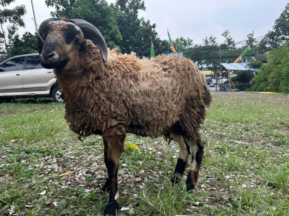 Domba Qurban 2026