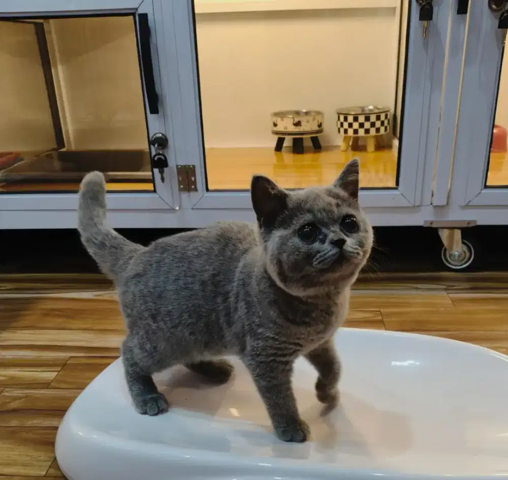 Kucing BSH Jantan