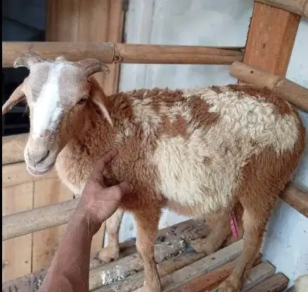 domba jantan 25kiloan siap hewan kurban murmer ekonomisan jamin manteb