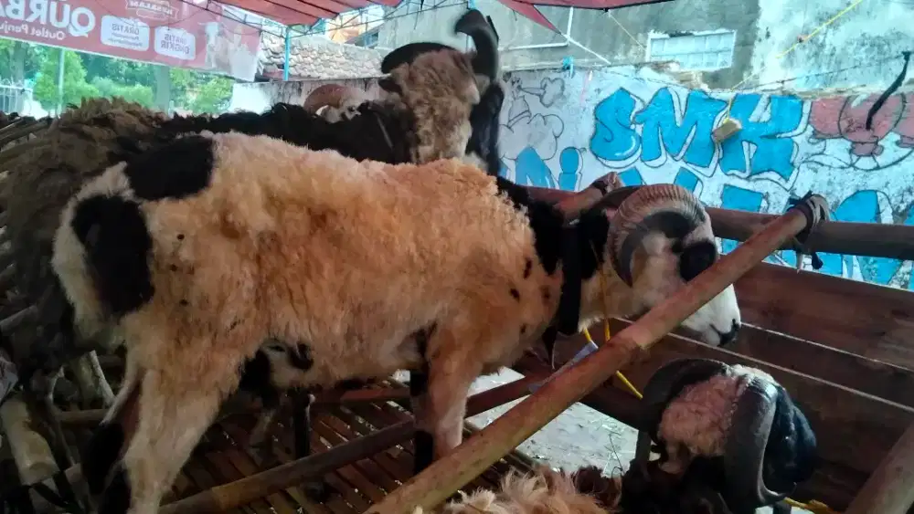 Jual Domba Qurban Kelas Premium