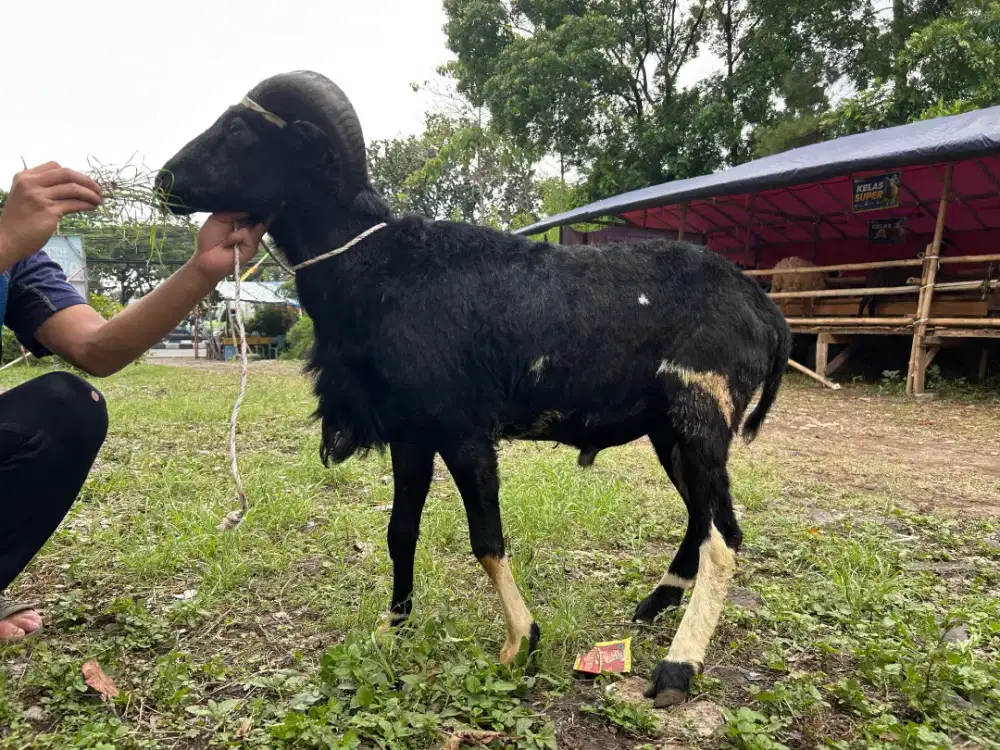 Domba Qurban 305 - 2026