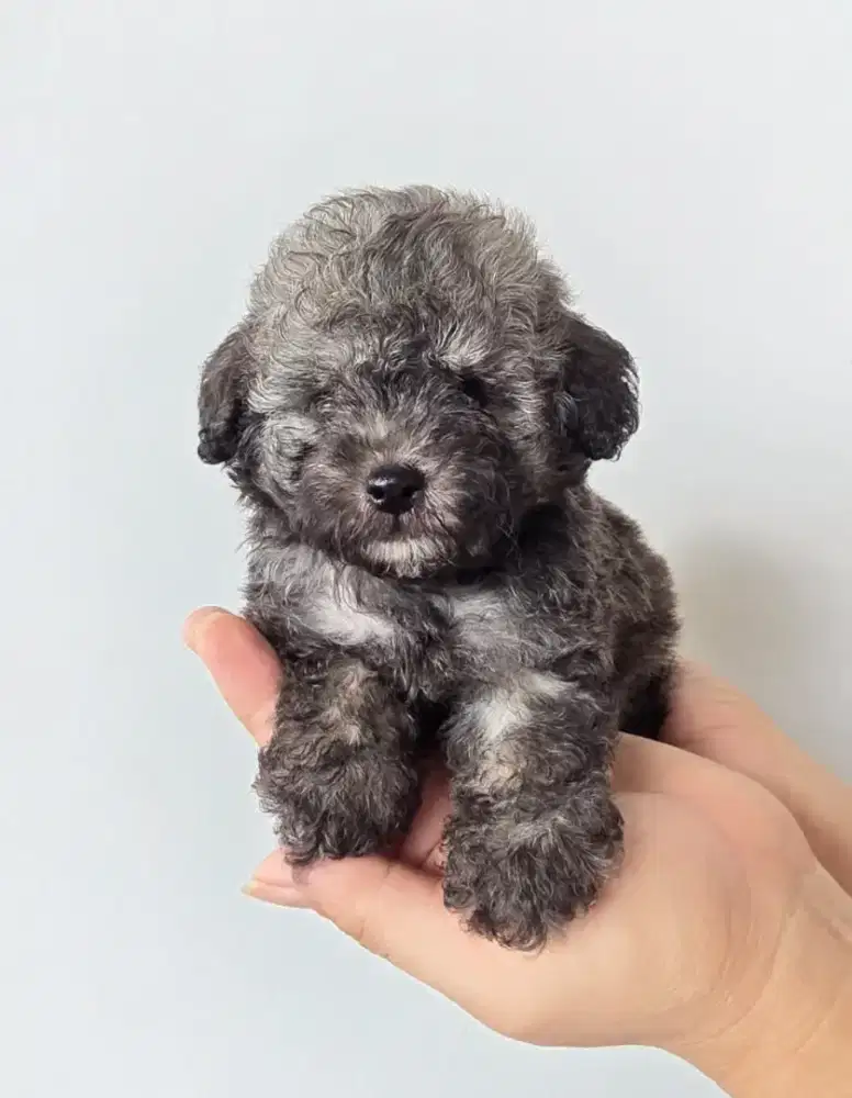 Poodle Silver Jantan