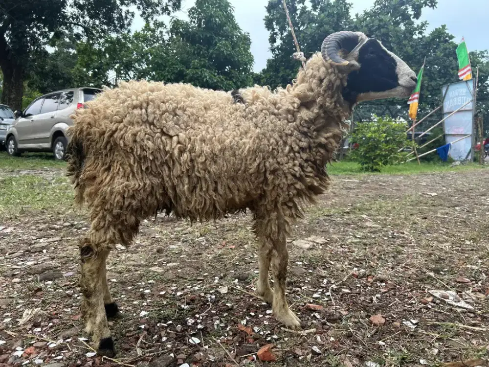 Domba Qurban Type 104