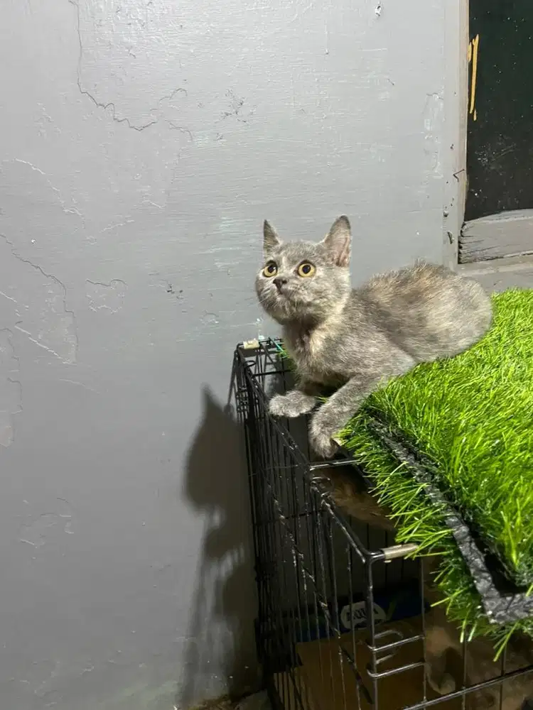 Bsh blue tortie betina 4bln