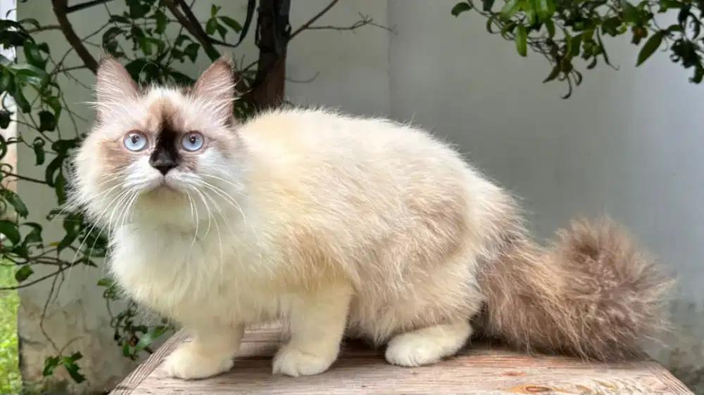 Kucing persia medium flat nose jantan betina lucu