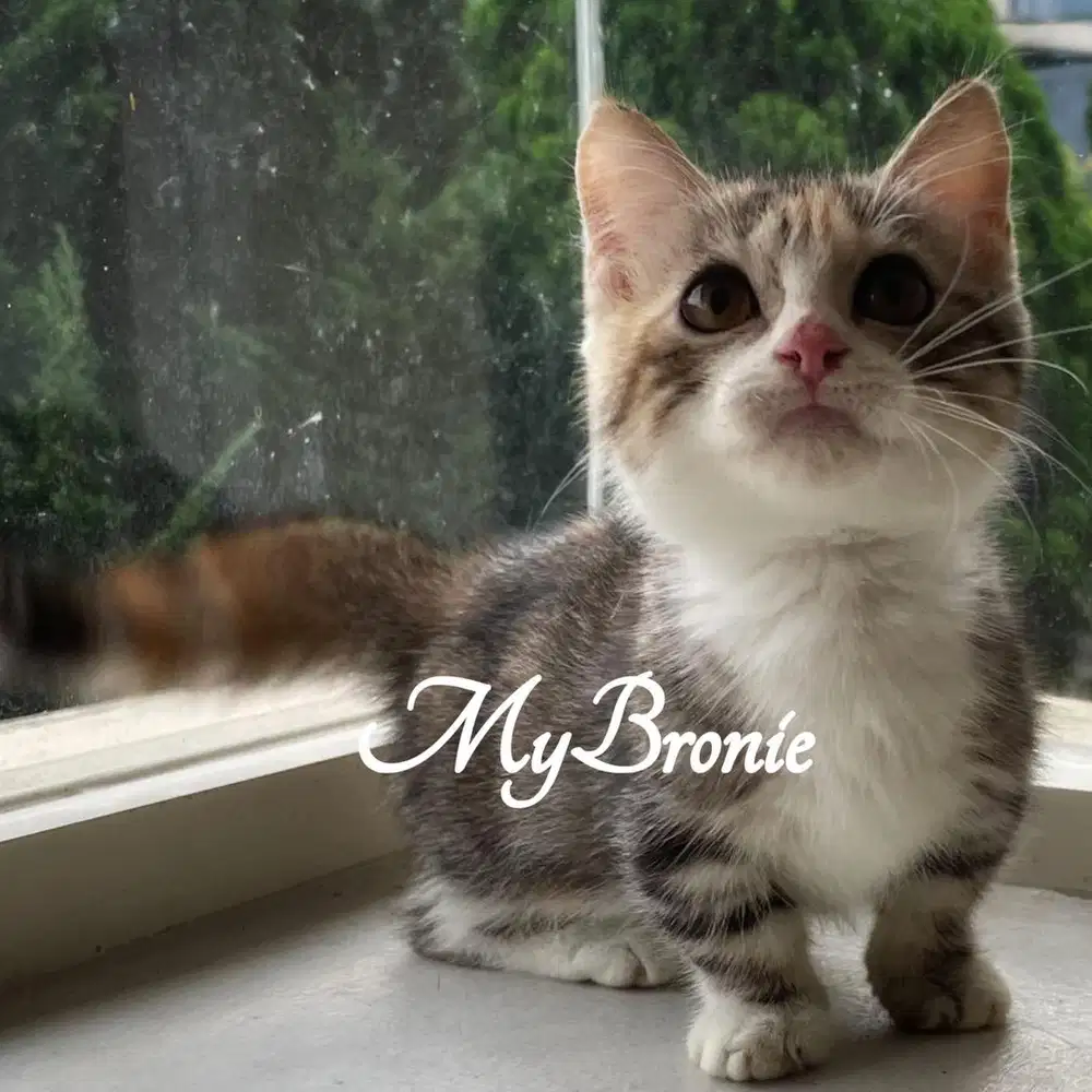 Kucing munchkin british betina murah