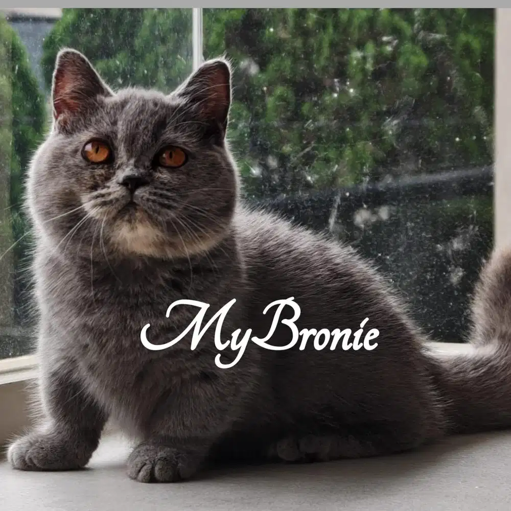 Kucing munchkin british betina 4 bulan