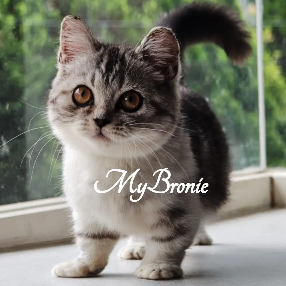 Kucing kitten munchkin british betina