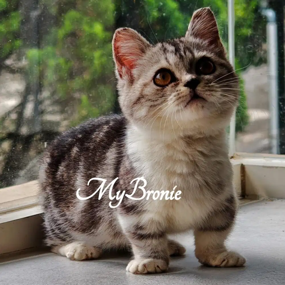 Kucing kitten munchkin british betina