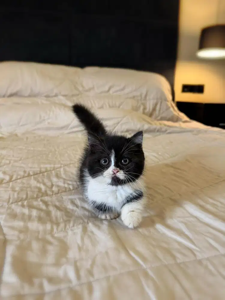 Kucing Munchkin British Shorthair FEMALE BSH SF