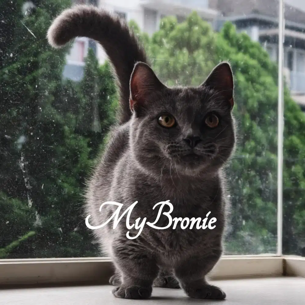 Kucing munchkin british jantan 4 bulan