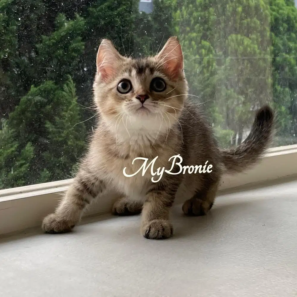 Kucing british shorthair jantan