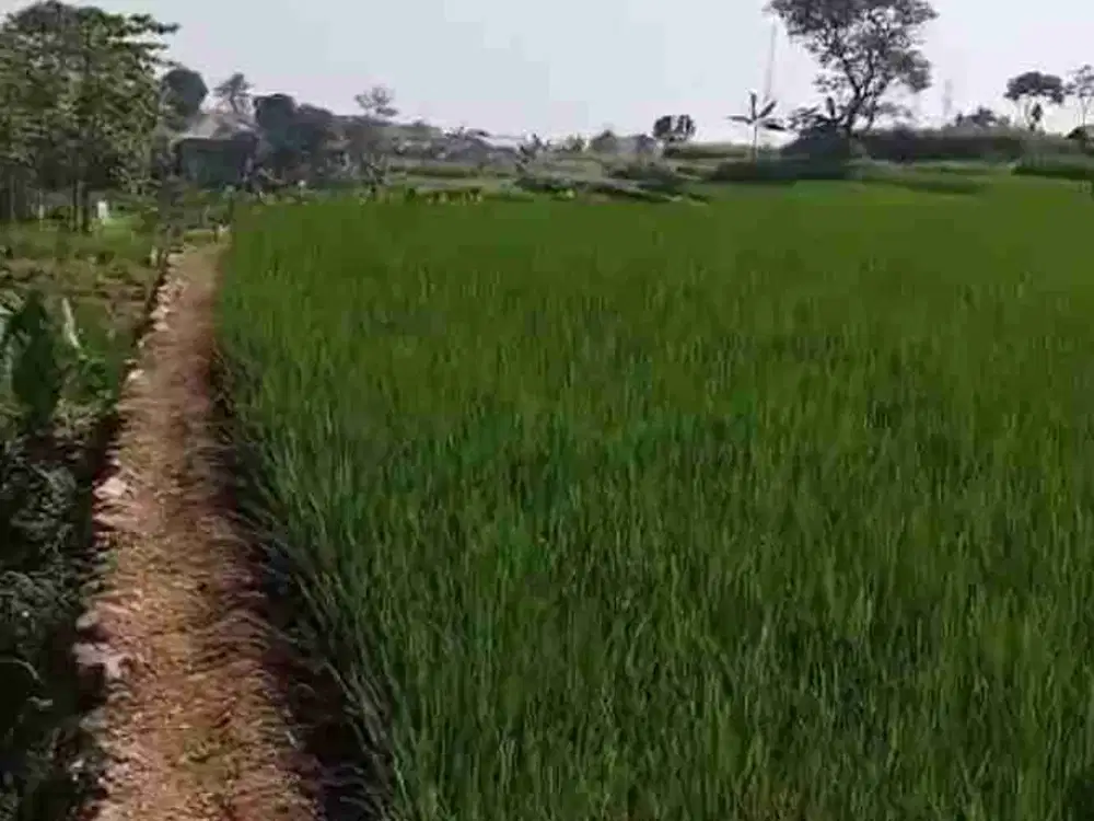 di jual tanah sawah produktif shm ada akses mobil di Tenjolaya bogor