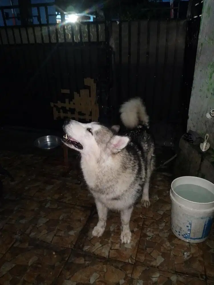 Alaskan malamute