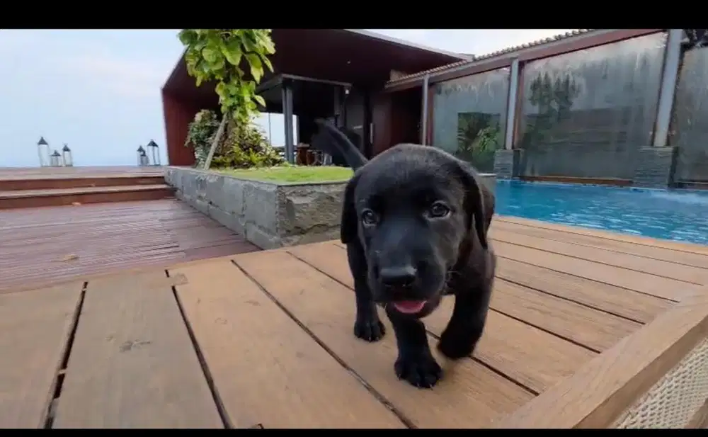 Labrador puppies dijual