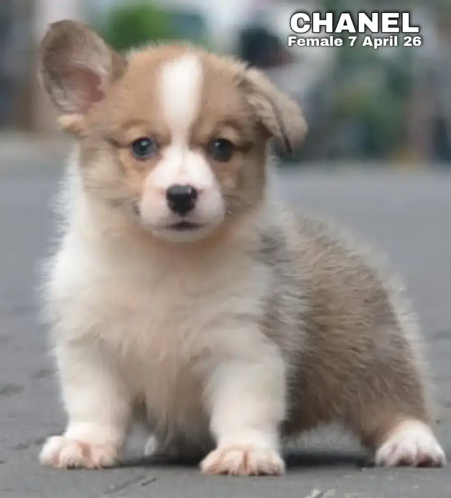 Corgi shorthair sable betina •CHANEL•