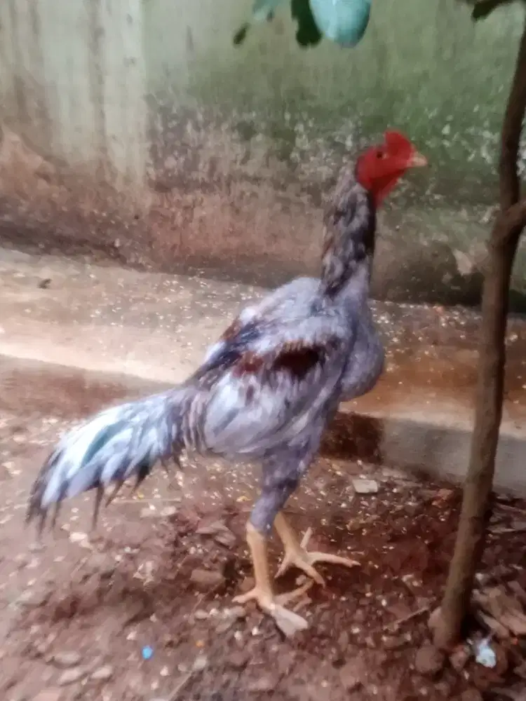 Ayam jago bangkok