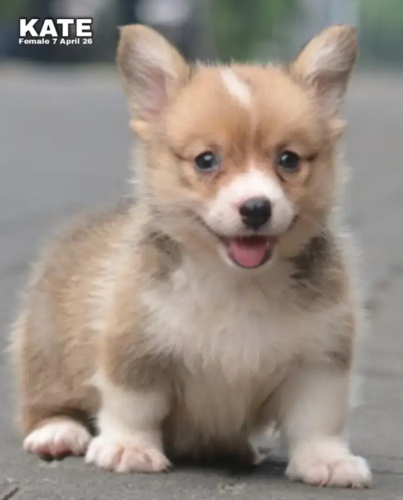 Corgi shorthair sable betina •KATE•