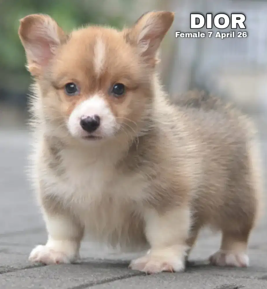 Corgi shorthair sable betina •DIOR•
