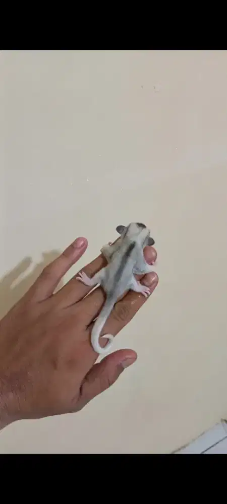 Sugar glider mozaik betina