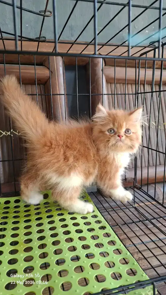 Anak kucing anggora/kitten persia betina/kucing rpersia betina