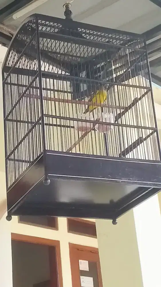 Burung Samyong mata merah trotolan