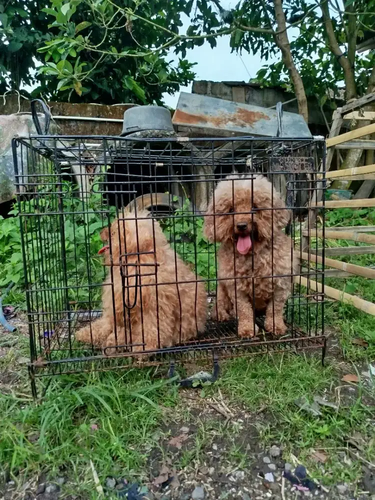 Poodle betina stambum