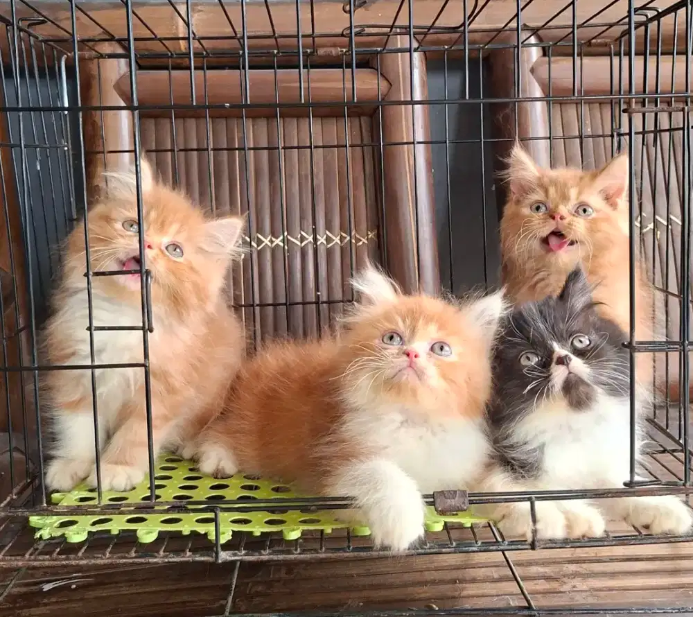 Anak kucing anggora/kitten persia  betina/kucing flatnose jantan