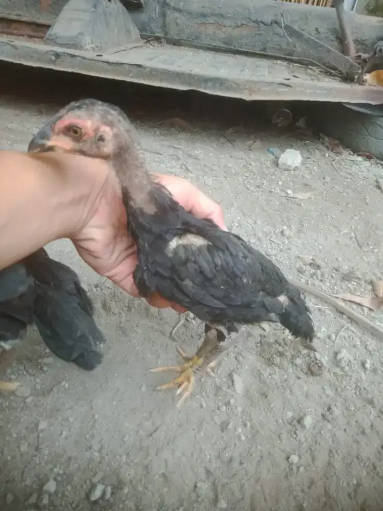 Anak ayam ganoi ada 4 ekor satuan boleh borongan boleh adu jos brutal