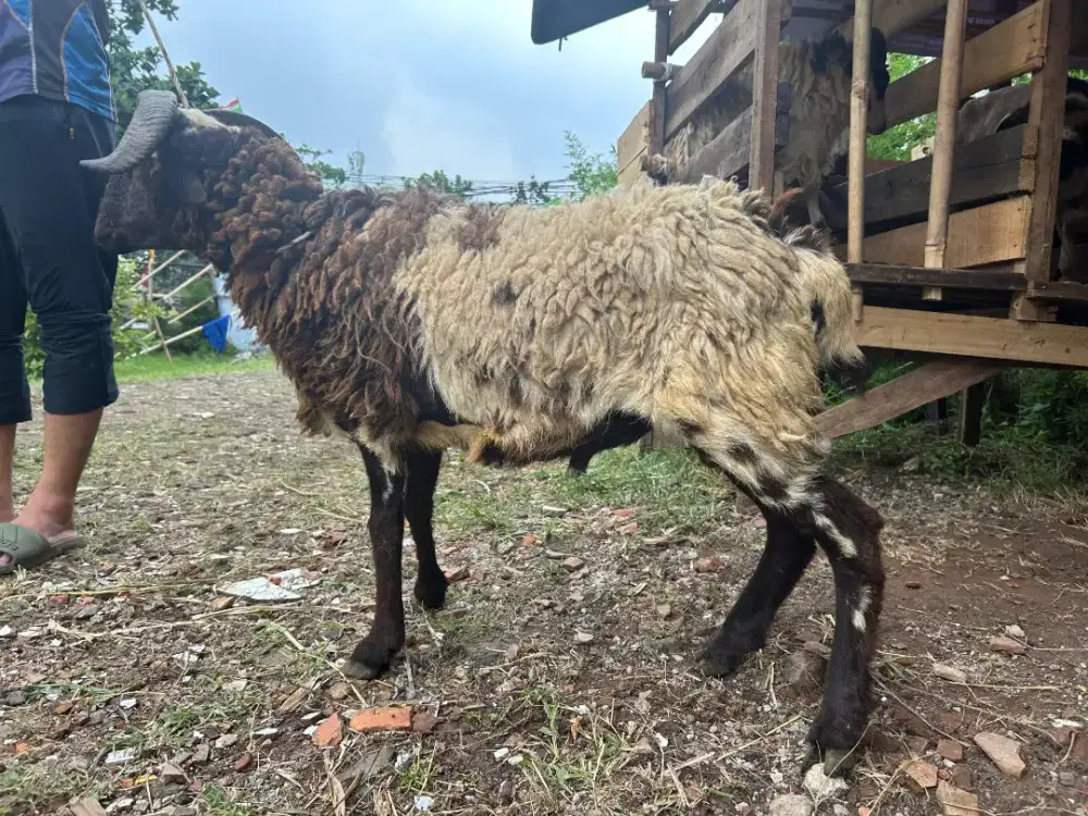 Jual Domba Kurban Murah Sehat