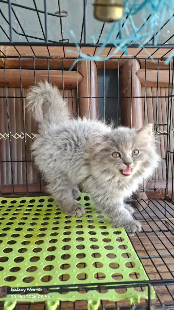 Anak kucing anggora/kitten flatnose betina/kucing persia  betina