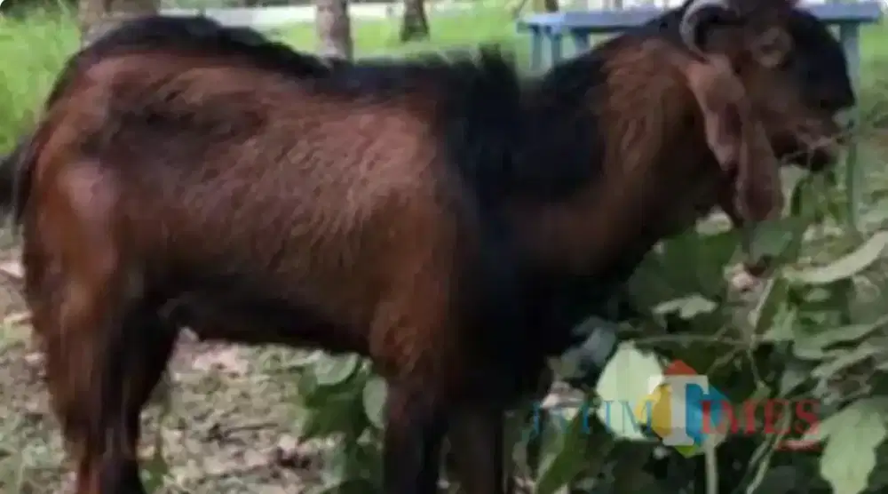 Jual Hewan Qurban