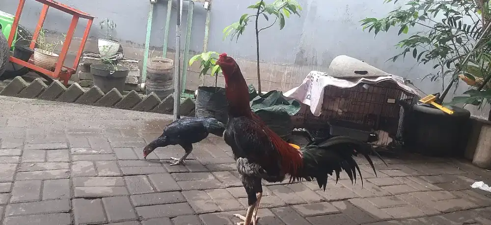 Ayam bangķok pakoy