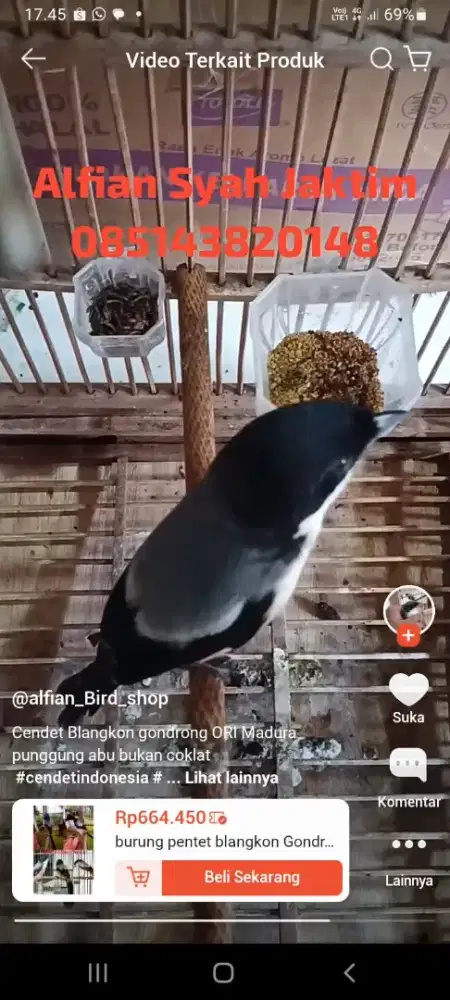 Burung Cendet blangkon gondorng ORI madura