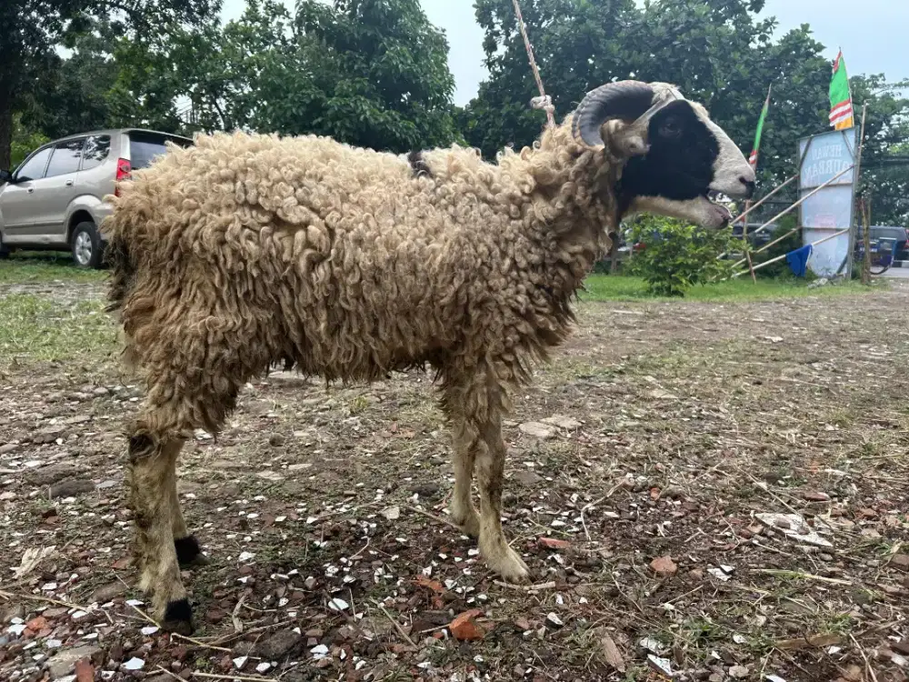 Domba siap Qurban
