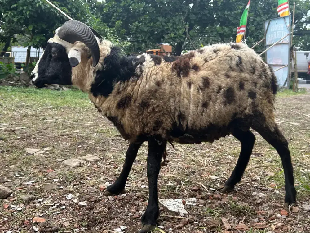 Domba siap qurban